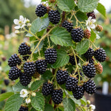 2 Ouachita Black Berry Plants Live, Hardy Garden Plant, 4-6 Inch Tall