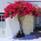 Pink Bougainvillea Live Plant, 4 Inch Tall