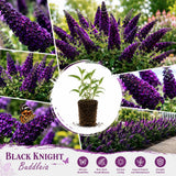 Black Butterfly Bush Plant Live, Fragrant Buddleia for Planting, 5-9" Tall