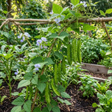 Winged Bean Live Plant, Bean Bush Starter Plants, 4-6 Inch Tall, 4 Inch Pot