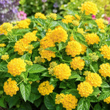 2 Gold Lantana Plants Live, Lantana Flower Plant, 4-6 Inches Tall