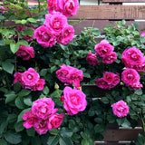 Climbing Rose Live Plant, Reblooming Rose Bush, 2-3 Inch Tall