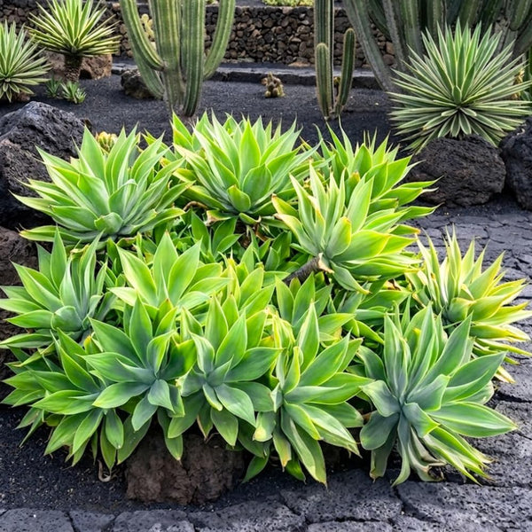 Attenuata Agave Live Plant, Warm Climate Succulent, 4 Inch Pot