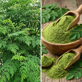 2 Moringa Oleifera Trees Live Plants, Drumstick Tree Plant, 4-6 Inch Tall