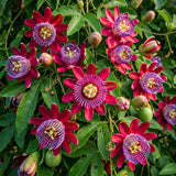 Deep Red Passion Flower Plant Live, 4-6 Inch Tall