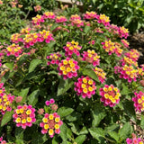 2 Deep Pink Live Lantana Plants, Well-Rooted Starter Plant, 4-7 Inch Tall