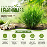 3 Pack Lemongrass Plants Live 4 to 7 Inc Tall