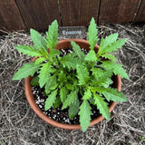 Epazote Live Plant, Fragrant Herb Plant, 4-6 Inch Tall, 4 Inch Pot