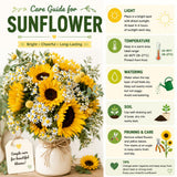 Orange Live Sunflower Plant, Well-Rooted Flower Plant, 3-5 Inch Tall