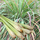 3 Lemongrass Plants Live, Home Garden Plant, 4-6 Inch Tall