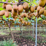 2 Hardy Kiwi Plants Live, Fruit Vine Plant, 4-6 Inch Tall