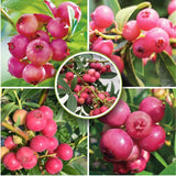 2 Pink Lemonade Blueberry Live Plants, Hardy Fruit Bush, 4-6 Inch Tall