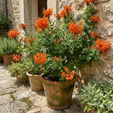 Live Orange Honeysuckle Plant, 6-10 InchTall
