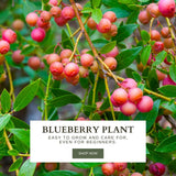 2 Pink Lemonade Blueberry Live Plants, Hardy Fruit Bush, 4-6 Inch Tall