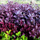 4 Ruby Alternanthera Plants Live, Colorful Foliage for Beds, 3-6 Inch Tall
