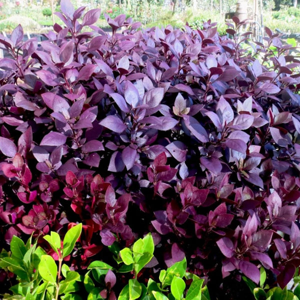 4 Ruby Alternanthera Plants Live, Colorful Foliage for Beds, 3-6 Inch Tall