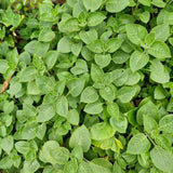 Set 2 Cuban Oregano Live Plant 4 to 5 Inch