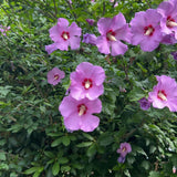 Purple Live Hibiscus Plant, Home Garden Plant, 4-6 Inch Tall