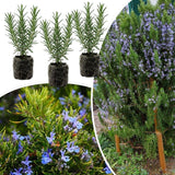 3 Live Rosemary Herb Plants 4-6" Tall