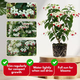 2 White Live Bleeding Heart Plants, Clerodendrum Plant, 4-6 Inch Tall