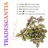 Variegated Live Wandering Jew Plant, Indoor Houseplant, 2 Inch Pot