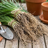 Set 3 Chive Roots for Planting, Perennial Culinary Onion Herb
