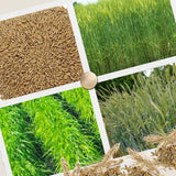 3 Lb Rye Cover Crop Seeds for Planting, Heirloom Garden Seeds