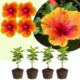 4 Red Yellow Hibiscus Live Plants, Hibiscus Flower, Patio Container Plant, 4-8 Inch Tall