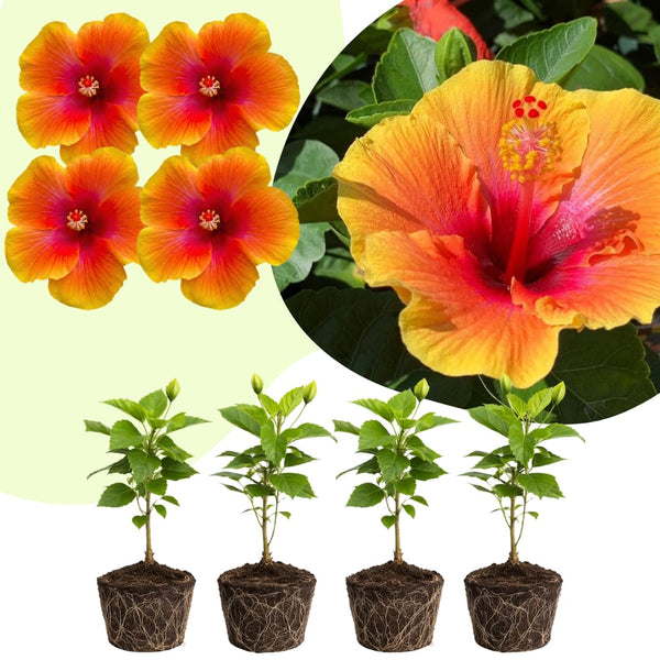 4 Red Yellow Hibiscus Live Plants, Hibiscus Flower, Patio Container Plant, 4-8 Inch Tall