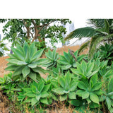 Attenuata Agave Succulent Plant Live, Rooted Starter Plant, 8 Inch Tall