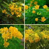 Set 4 Winter Cassia Live Plant 4-7 Inches Tall