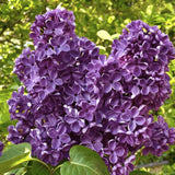2 Purple Lilac Plants Live, Flowering Shrub, 4-6 Inch Tall, 4 Inch Pot