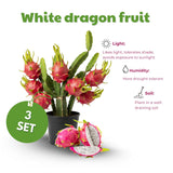 3 White Dragon Fruit Plants Live, Fast Growing Fruit Cactus, 3-6 Inch Tall