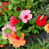 Set 3 Mix Hibiscus Live Plants, Assorted Hibiscus Plant, 4–6" Tall