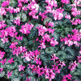 Pink Cyclamen Plant Live, Indoor Outdoor Flower, 4 Inch Pot