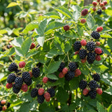2 Large Live Black Berry Plants, Sweet Blackberries Bush, 4-6 Inch Tall