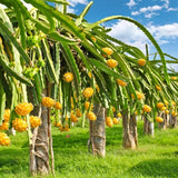 Yellow Dragon Fruit Live Plant, Edible Tropical Fruit Plant, 3-6 Inch Tall