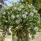 2 Blue Passion Flower Plants, Passiflora Flower Plant, 4-6 Inch Tall