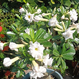 White Desert Rose Live Plant 4-7 Inches Tall