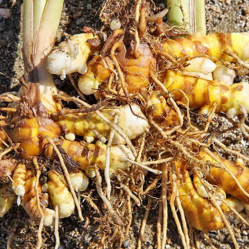 2 Live Turmeric Curcuma Plants, 4-6 Inch Tall