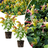2 Variegated Live Shrimp Plants, Home Garden Plant, 4-7 Inch Tall