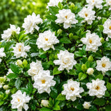 Frostproof Jasmine Plant Live, Fragrant Jasmine Live Plant, 4-8 Inc Tall