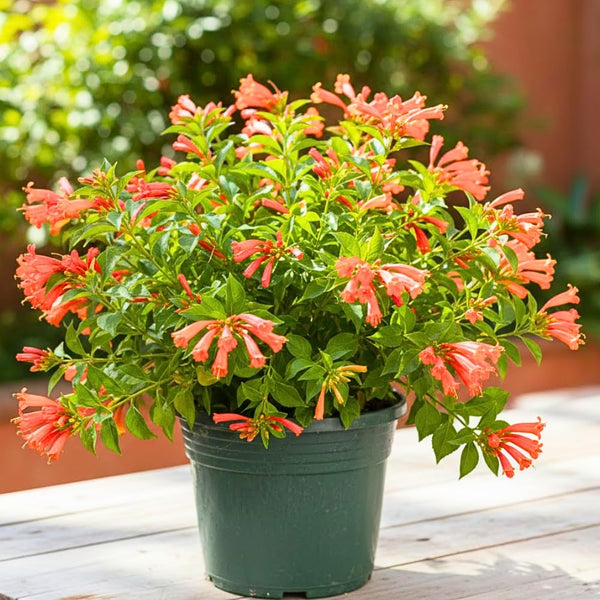 3 Hamelia Firebush Live Plant, Hamelia Plant Live, 4-6 Inch Tall