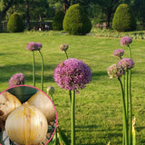 3 Purple Allium Bulbs for Planting, Starter Plant