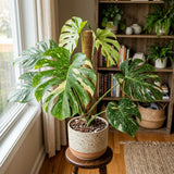 2 Variegated Monstera Live Plants, Constellation Monstera, 4-6 Inch Tall