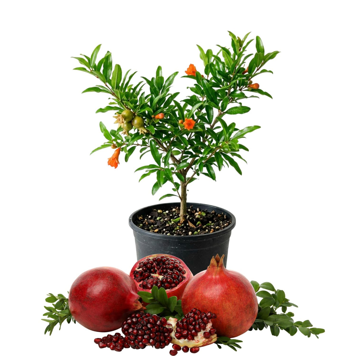 Live Pomegranate Tree Plant, Pomegranates Fruit, 8-10 Inch Tall, 4 Inch Pot