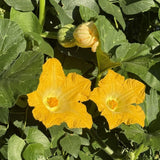 Green Zucchini Plant Live 4-6 Inch Tall, 2 Plant Per Pot