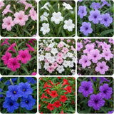 4 Mixed Mexican Petunia Plants Live, Hardy Perennial Flowers, 4-6 Inch Tall