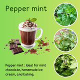2 Peppermint Plants Live, Fragrant Culinary Herb, 4-5 Inch Tall
