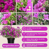 Set 2 Blueberry Ice Bougainvillea Live Plant 5-7 Inch Tall
